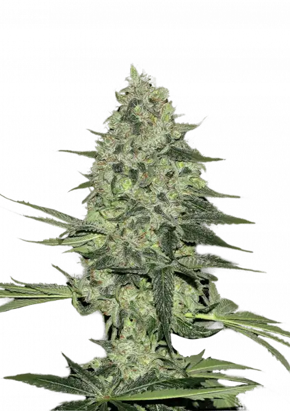 FastBuds Rhino Ryder (Auto) 3 Stück