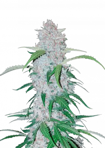 FastBuds Six Shooter (Auto) 3 Stück