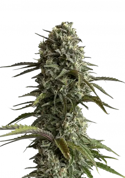 FastBuds Skunk (Auto) 3 Stück