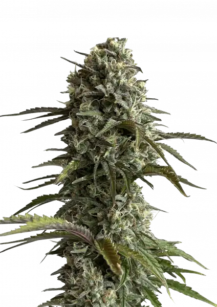 FastBuds Skunk (Auto) 3 Stück
