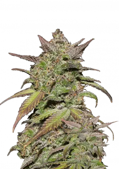 FastBuds Smoothie (Auto) 3 Stück