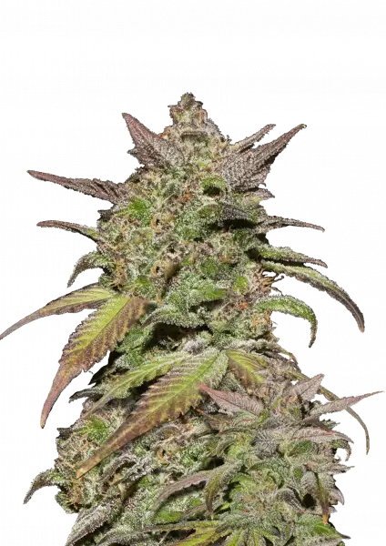 FastBuds Smoothie (Auto) 3 Stück