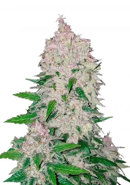 FastBuds Stardawg (Auto) 3 Stück