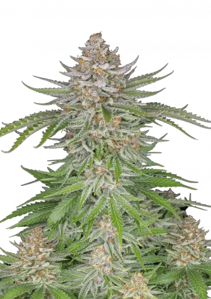 FastBuds Strawberry Pie (Auto) 3 Stück