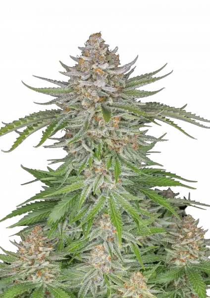 FastBuds Strawberry Pie (Auto) 3 Stück