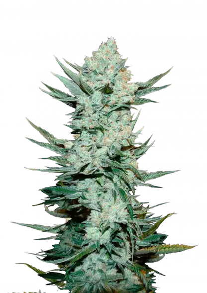 FastBuds Tangie (Auto) 3 Stück