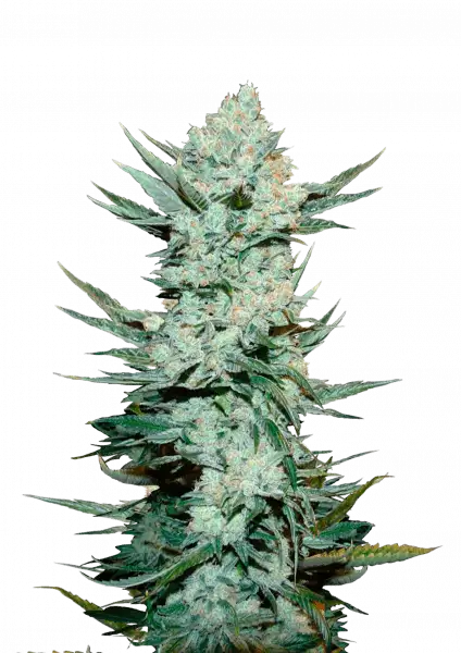 FastBuds Tangie (Auto) 3 Stück