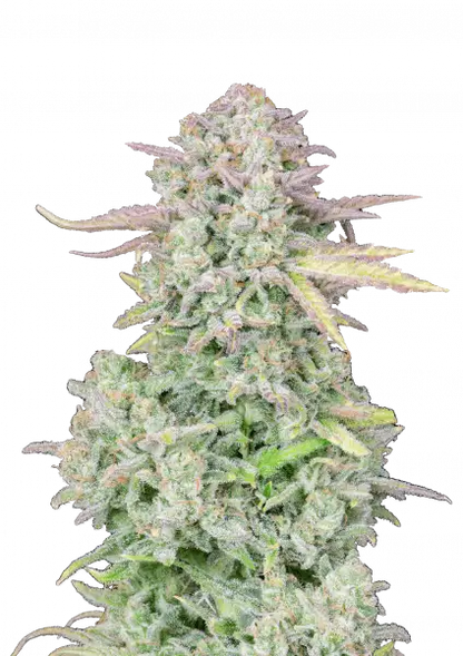 FastBuds Trainwreck (Auto) 3 Stück