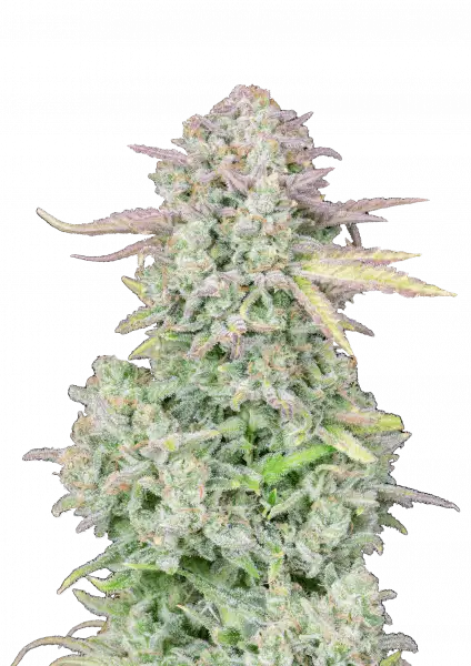 FastBuds Trainwreck (Auto) 3 Stück