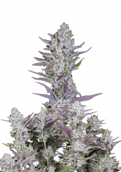 FastBuds Wedding Glue (Auto) 3 Stück
