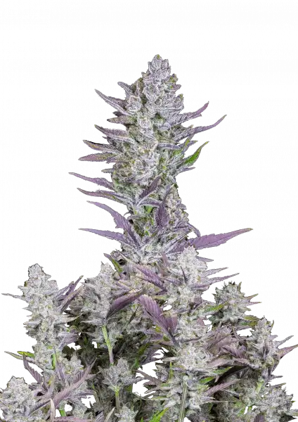 FastBuds Wedding Glue (Auto) 3 Stück