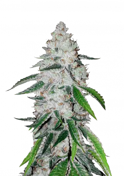 FastBuds West Coast O.G. (Auto) 3 Stück