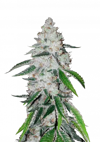 FastBuds West Coast O.G. (Auto) 3 Stück