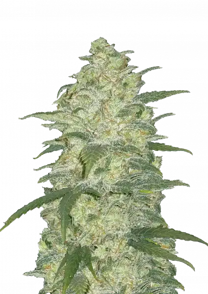 FastBuds White Widow (Auto) 3 Stück