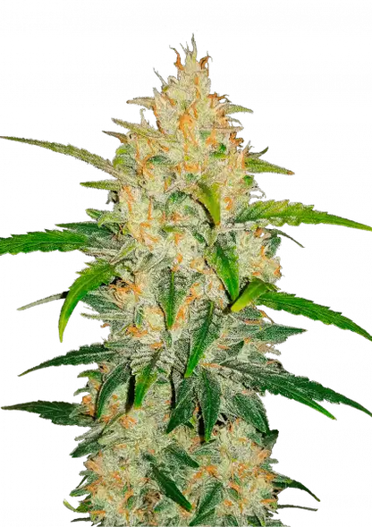 FastBuds Z (Auto) 3 Stück