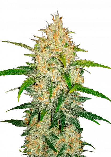 FastBuds Z (Auto) 3 Stück