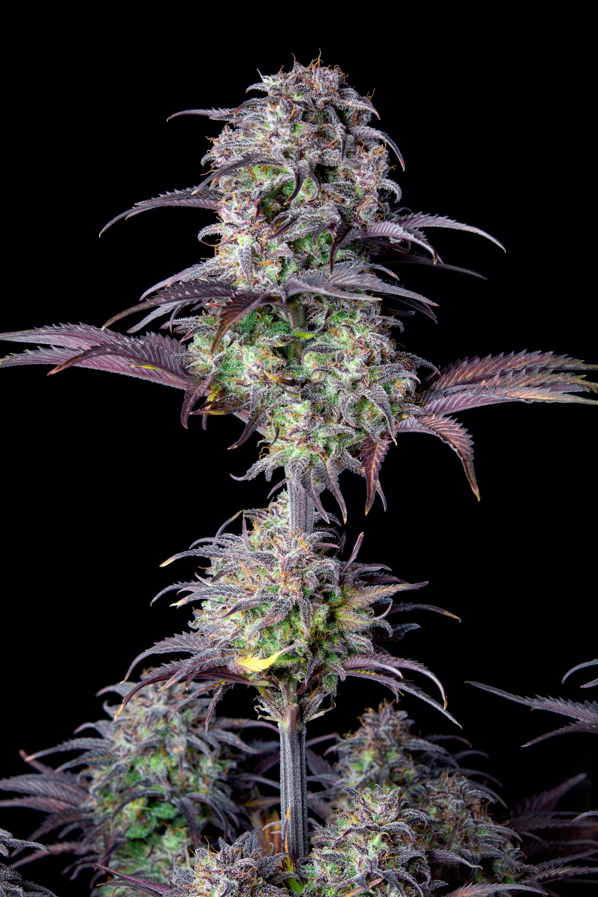 FastBuds Blueberry (Auto) 3 Stück