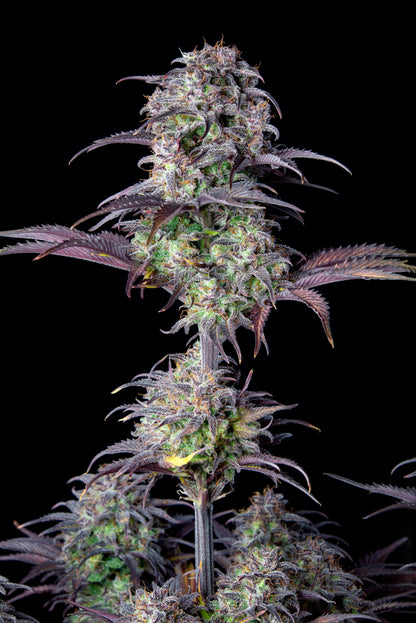 FastBuds Blueberry (Auto) 3 Stück