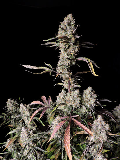 FastBuds Gorilla Z (Auto) 3 Stück