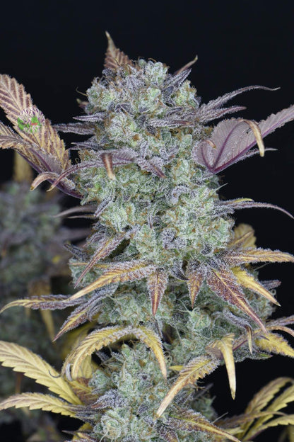 FastBuds Gelato (Auto) 3 Stück
