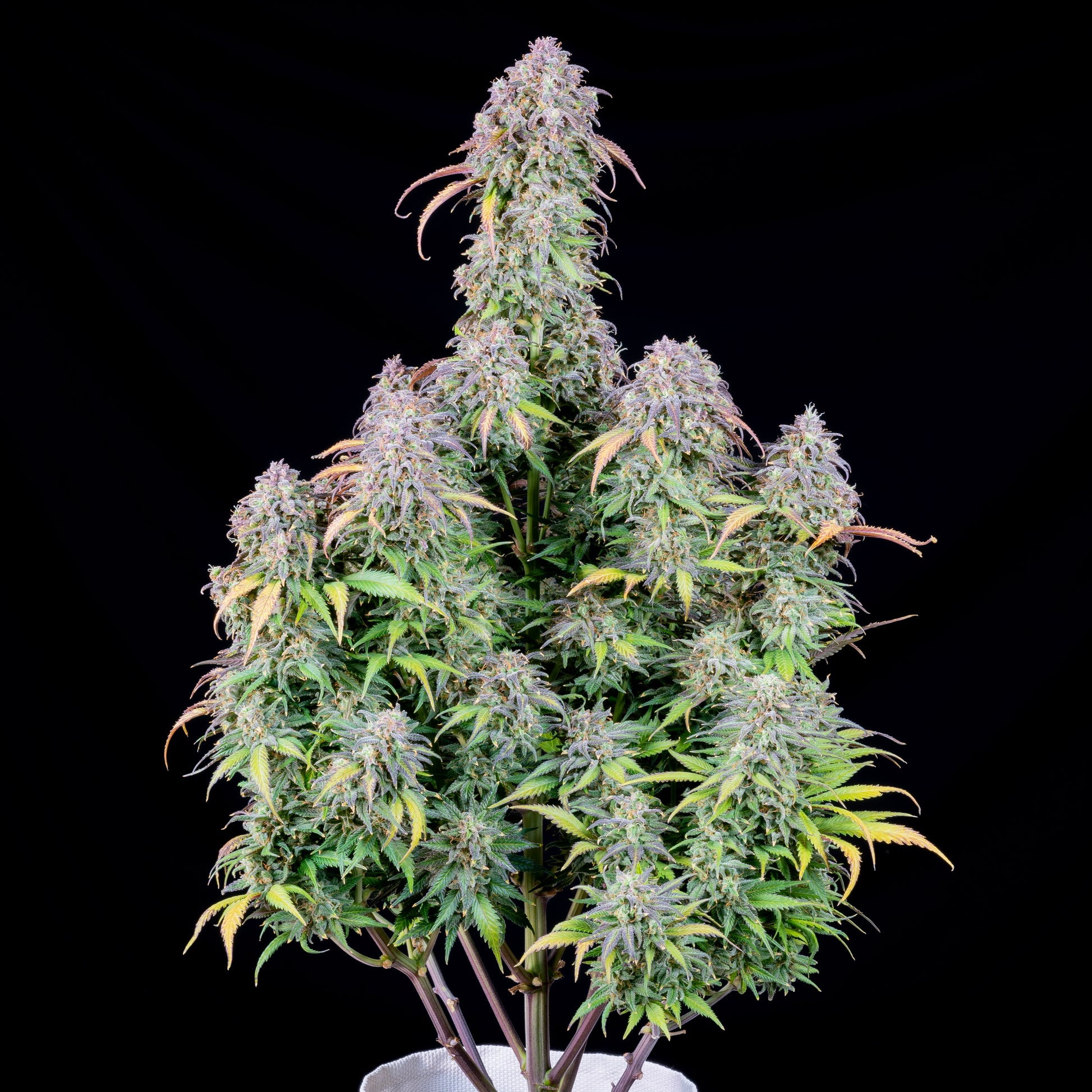 FastBuds Blueberry (Auto) 3 Stück