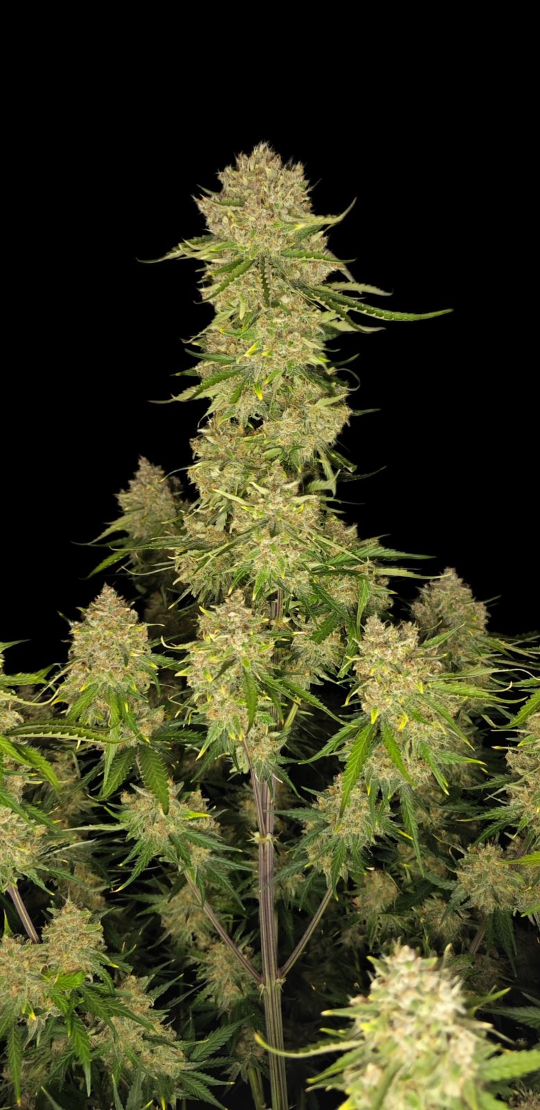 FastBuds Guava (Automatik) 5 Stück