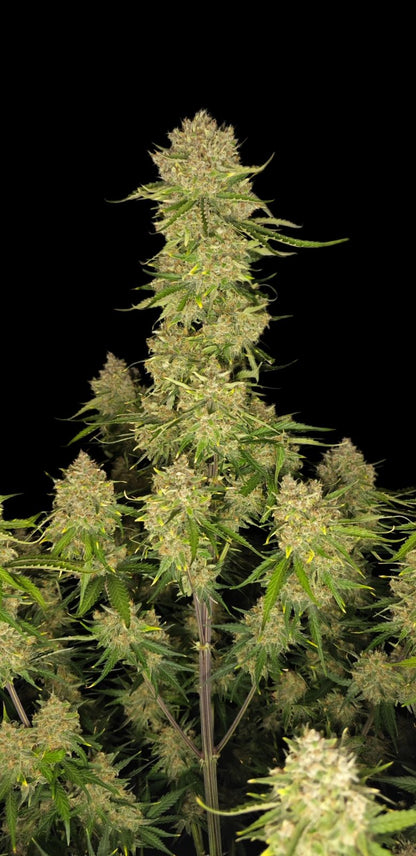 FastBuds Guava (Automatik) 5 Stück
