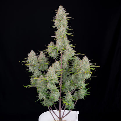 FastBuds Wedding Cheesecake (Auto) 3 Stück