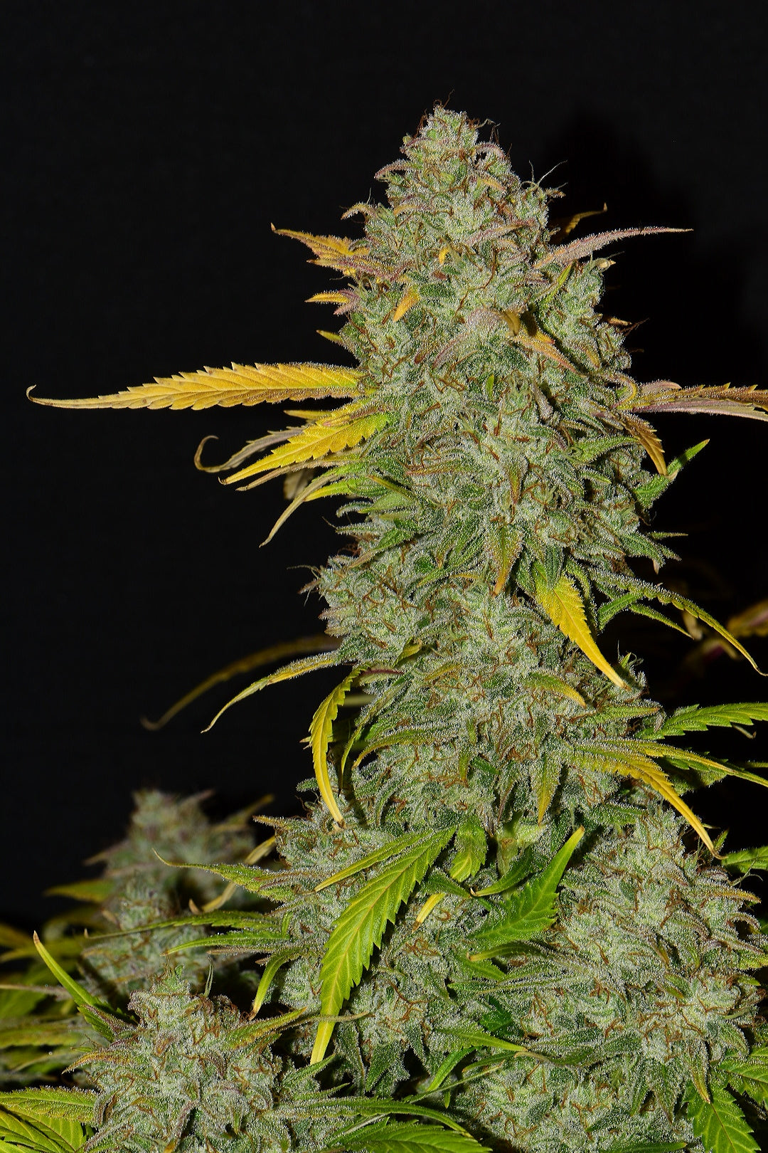 FastBuds Gelato (Auto) 3 Stück