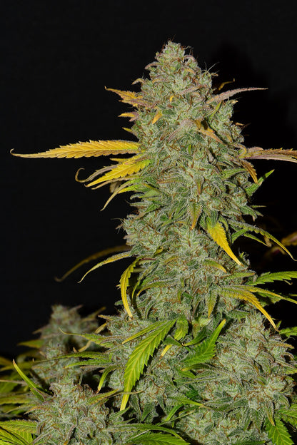 FastBuds Gelato (Auto) 3 Stück