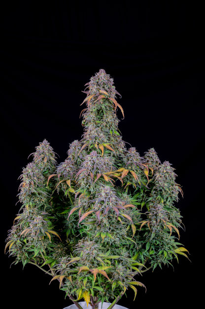 FastBuds Blueberry (Auto) 3 Stück