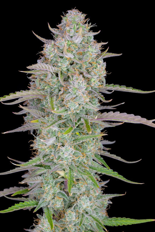 FastBuds Wedding Cheesecake (Auto) 3 Stück