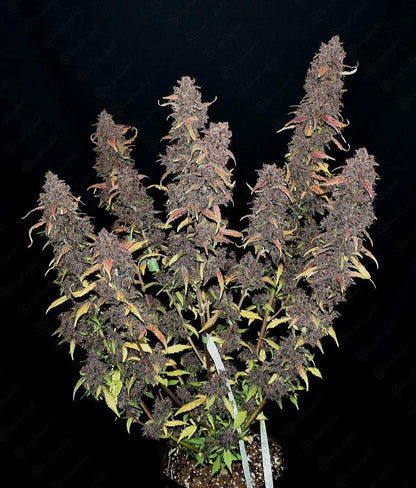 FastBuds Purple Lemonade (Auto) 3 Stück