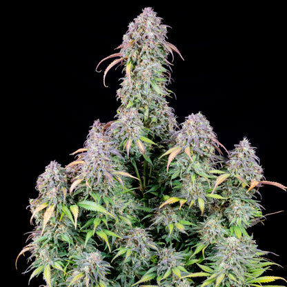 FastBuds Blueberry (Auto) 3 Stück
