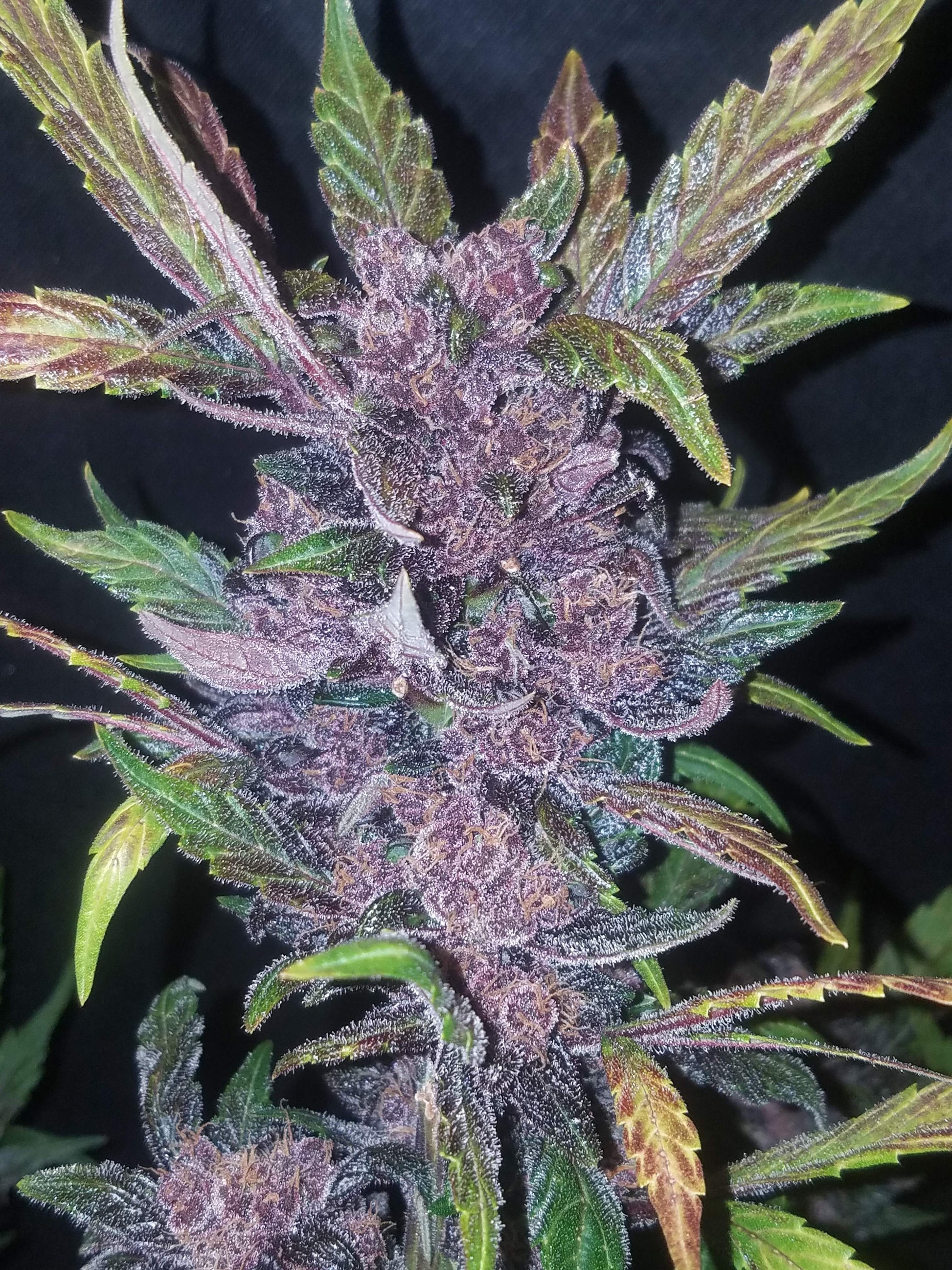 Fastbuds LSD-25 (Auto) 3 Stück