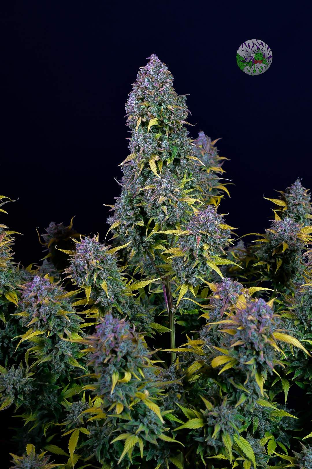 FastBuds Gelato (Auto) 3 Stück