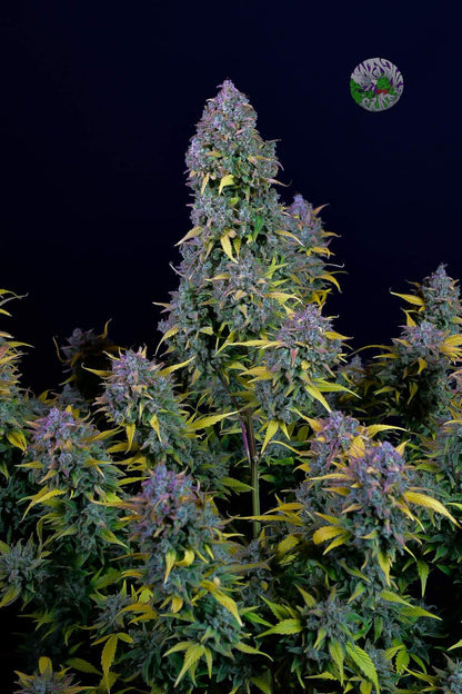 FastBuds Gelato (Auto) 3 Stück