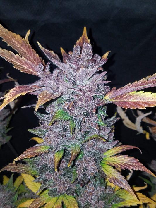 Fastbuds LSD-25 (Auto) 3 Stück