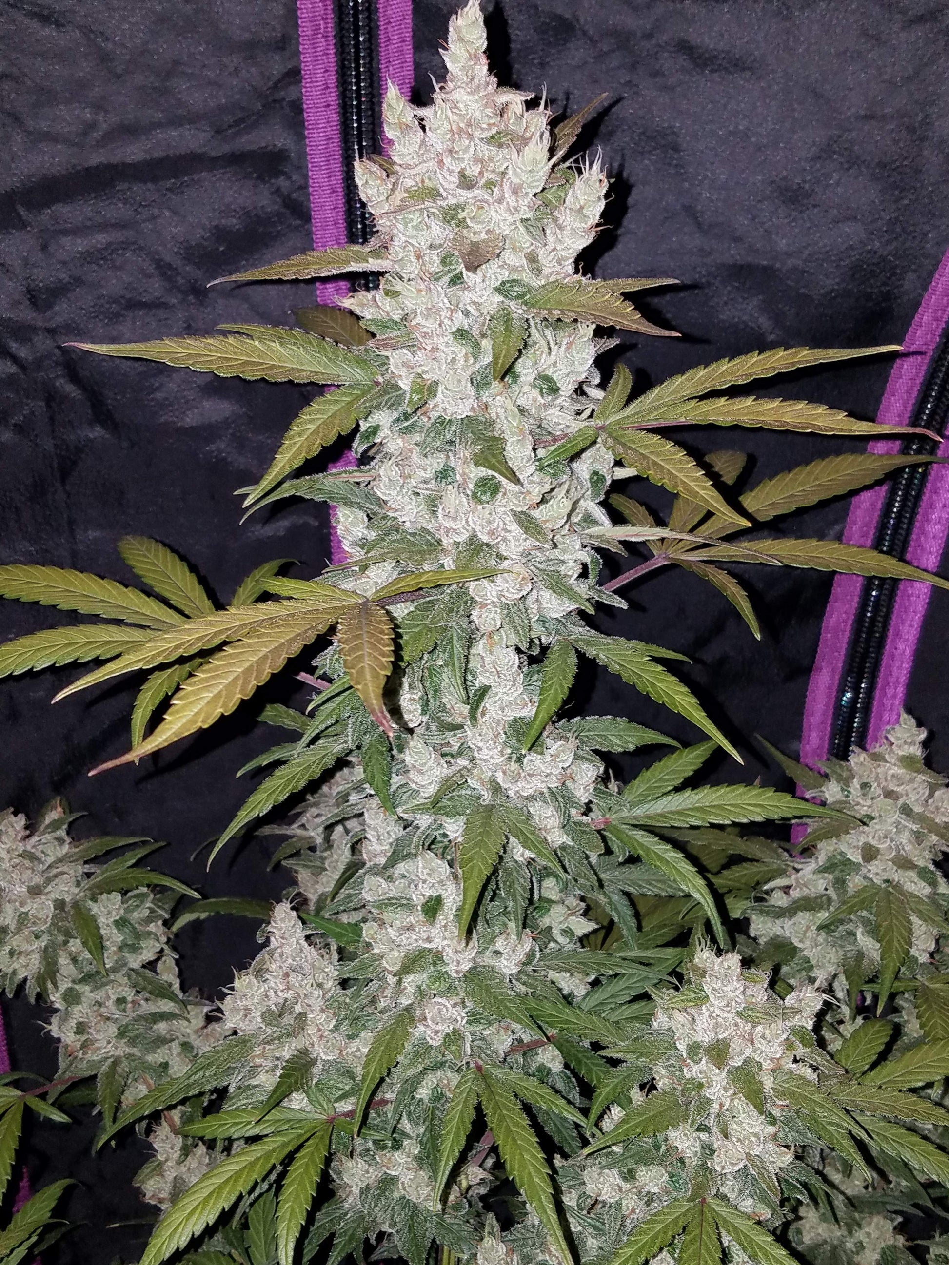 FastBuds Girl Scout Cookies (Auto) 3 Stück