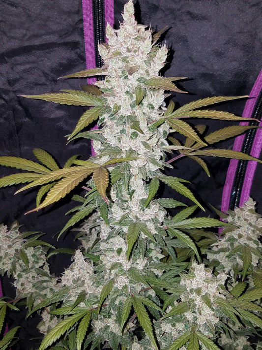 FastBuds Girl Scout Cookies (Auto) 3 Stück