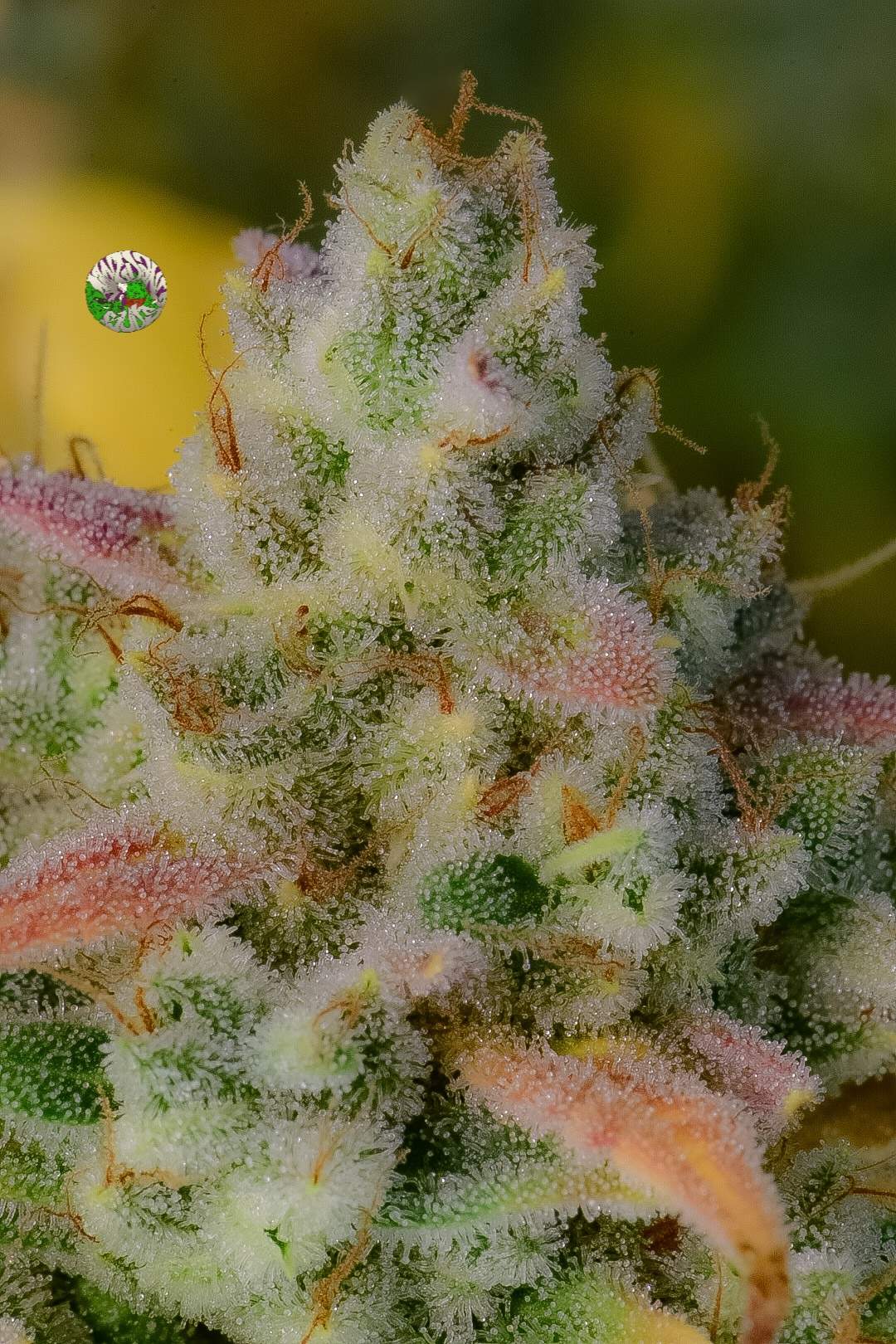 FastBuds Gelato (Auto) 3 Stück
