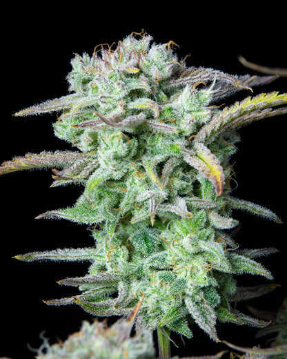 FastBuds Strawberry Banana (Auto) 3 Stück