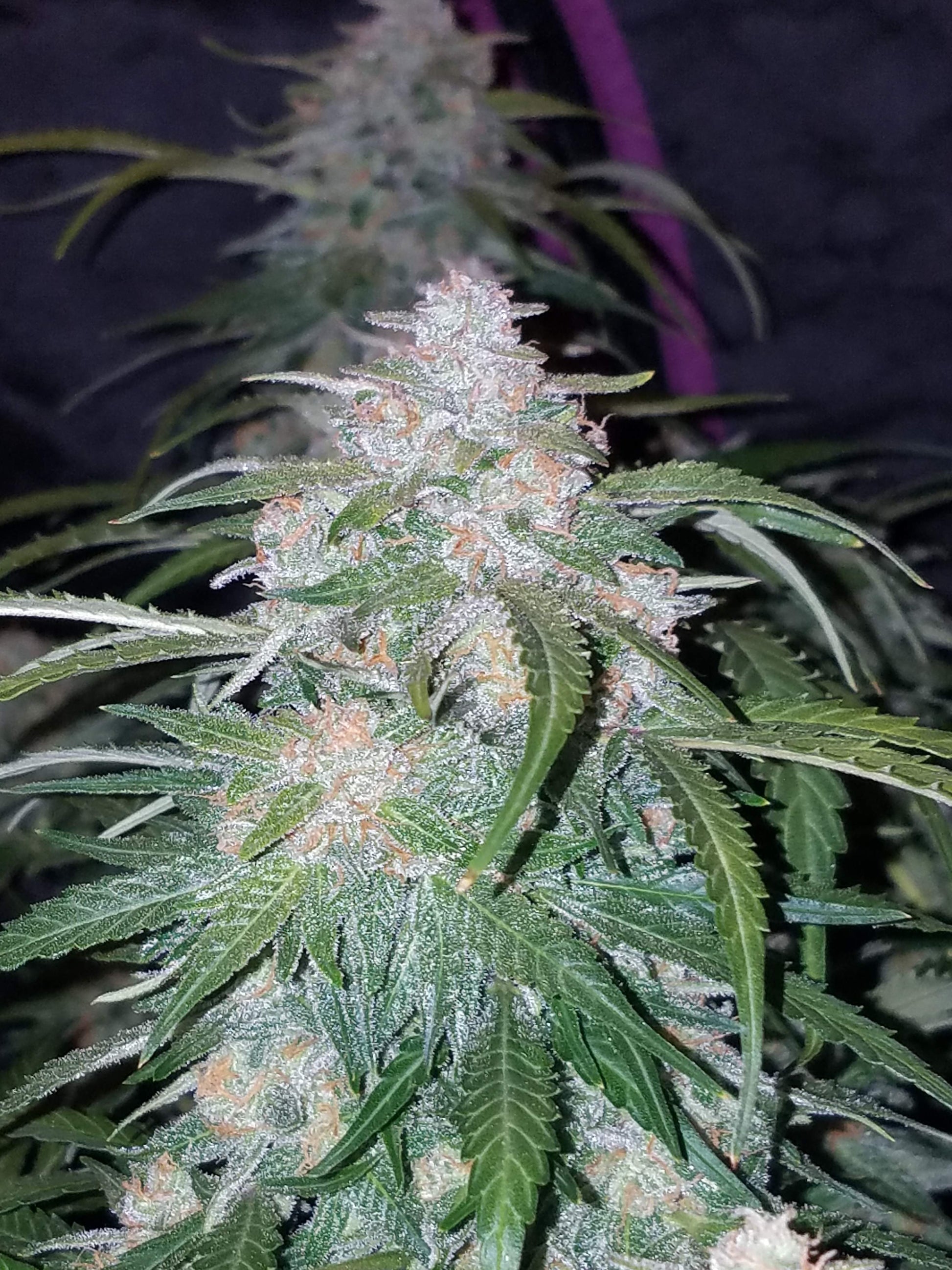 FastBuds Pineapple Express (Auto) 3 Stück