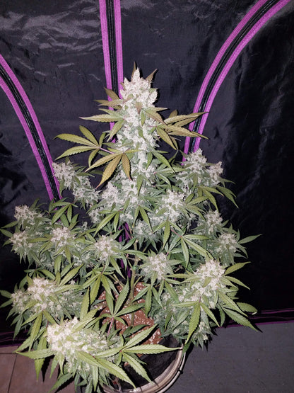 FastBuds Girl Scout Cookies (Auto) 3 Stück