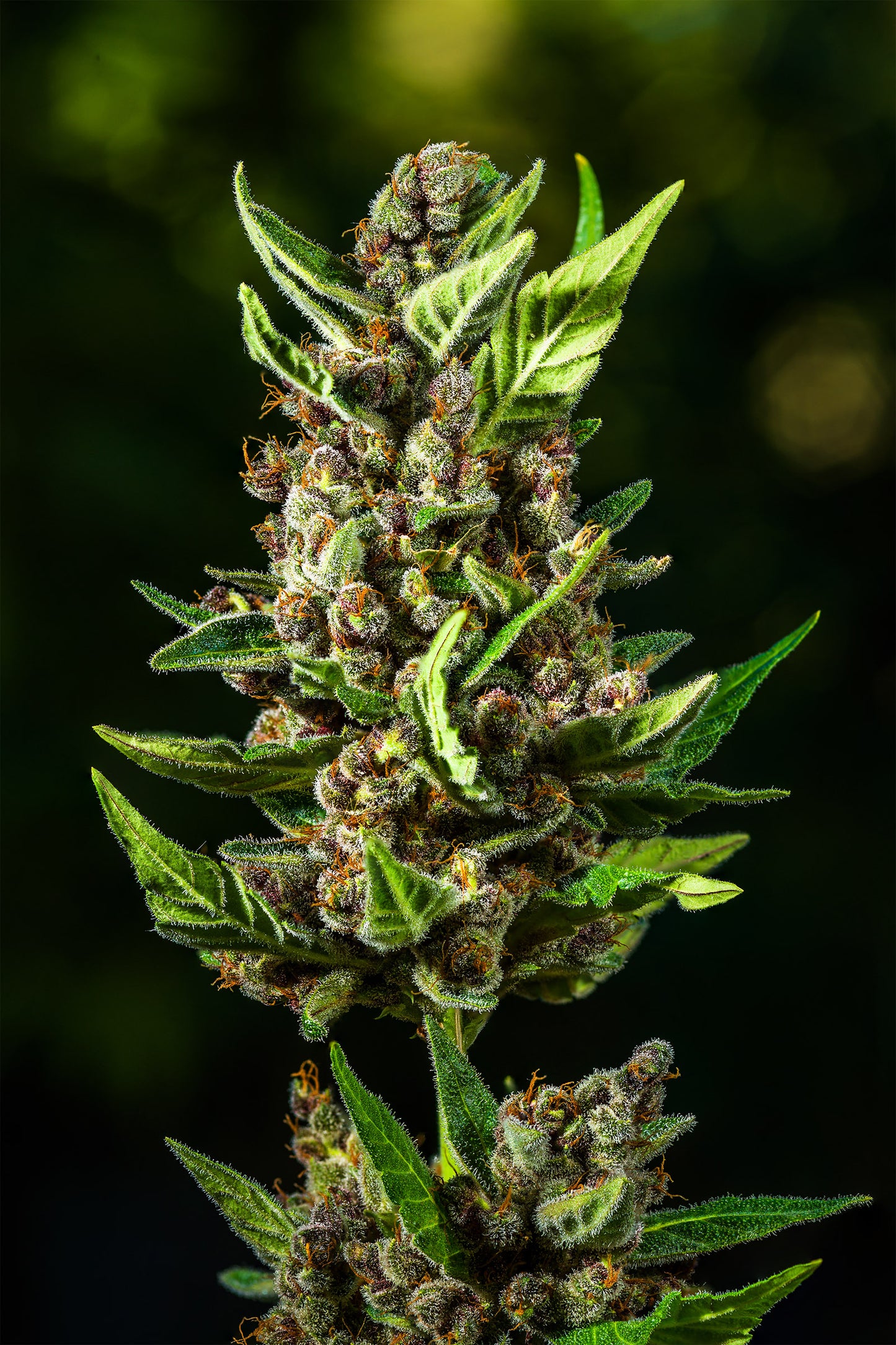 FastBuds Tropicana Cookies (Auto) 3 Stück