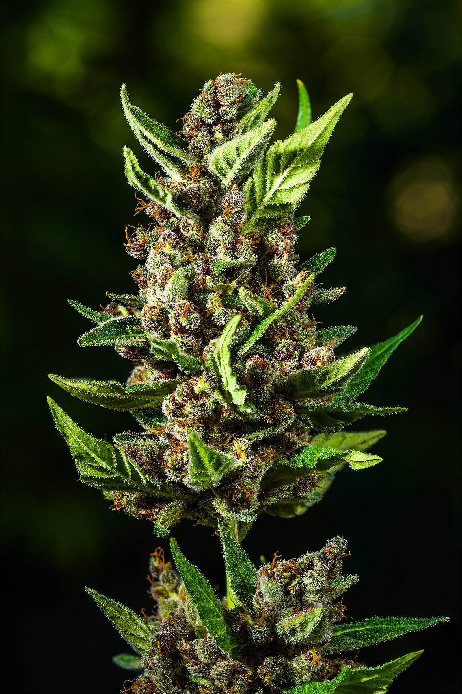 FastBuds Tropicana Cookies (Auto) 3 Stück