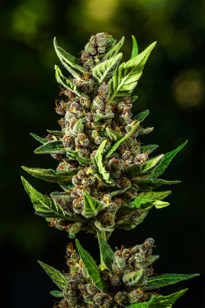 FastBuds Tropicana Cookies (Auto) 3 Stück