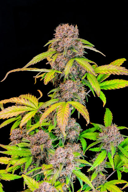 FastBuds Lemon Cherry Cookies (Auto) 3 Stück