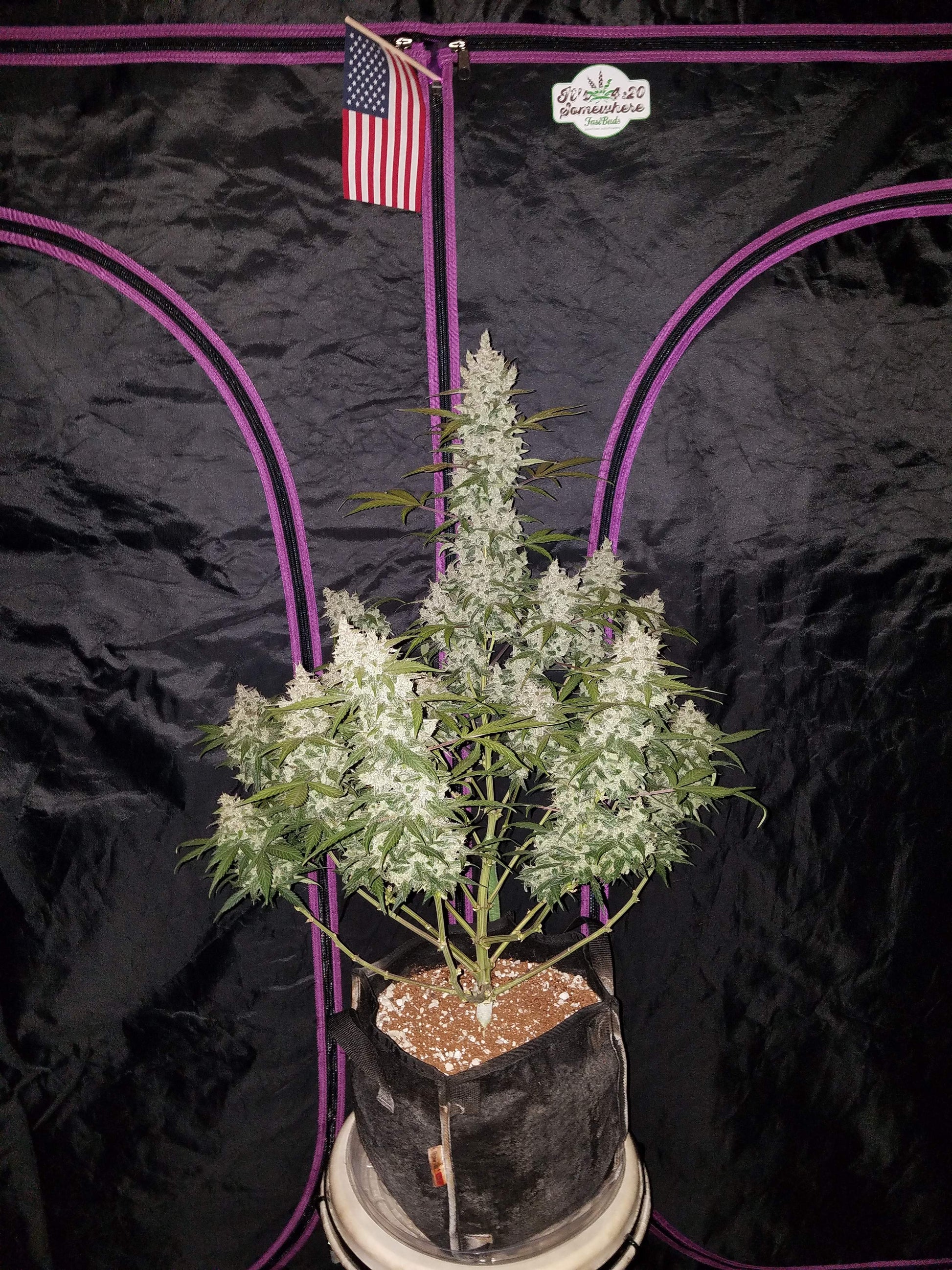 FastBuds Girl Scout Cookies (Auto) 3 Stück
