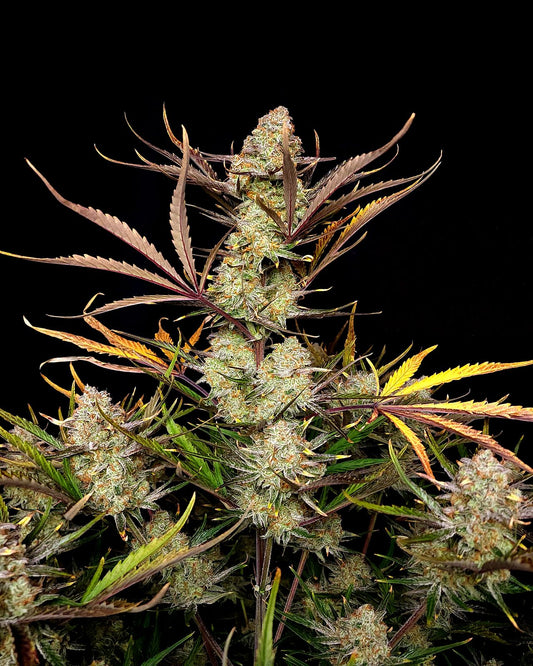 FastBuds Apple Strudel (Auto) 3 Stück